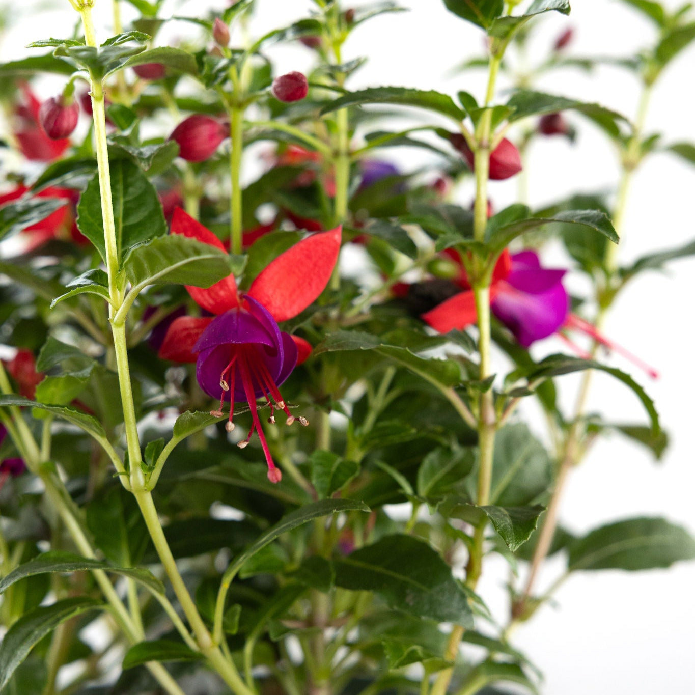 Fuchsia