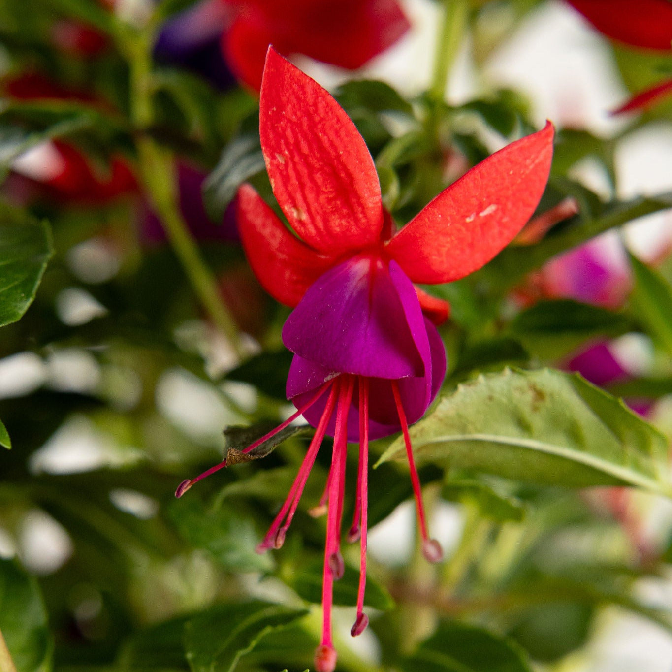 Fuchsia