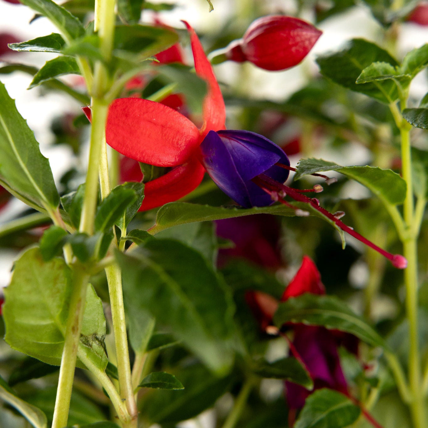 Fuchsia