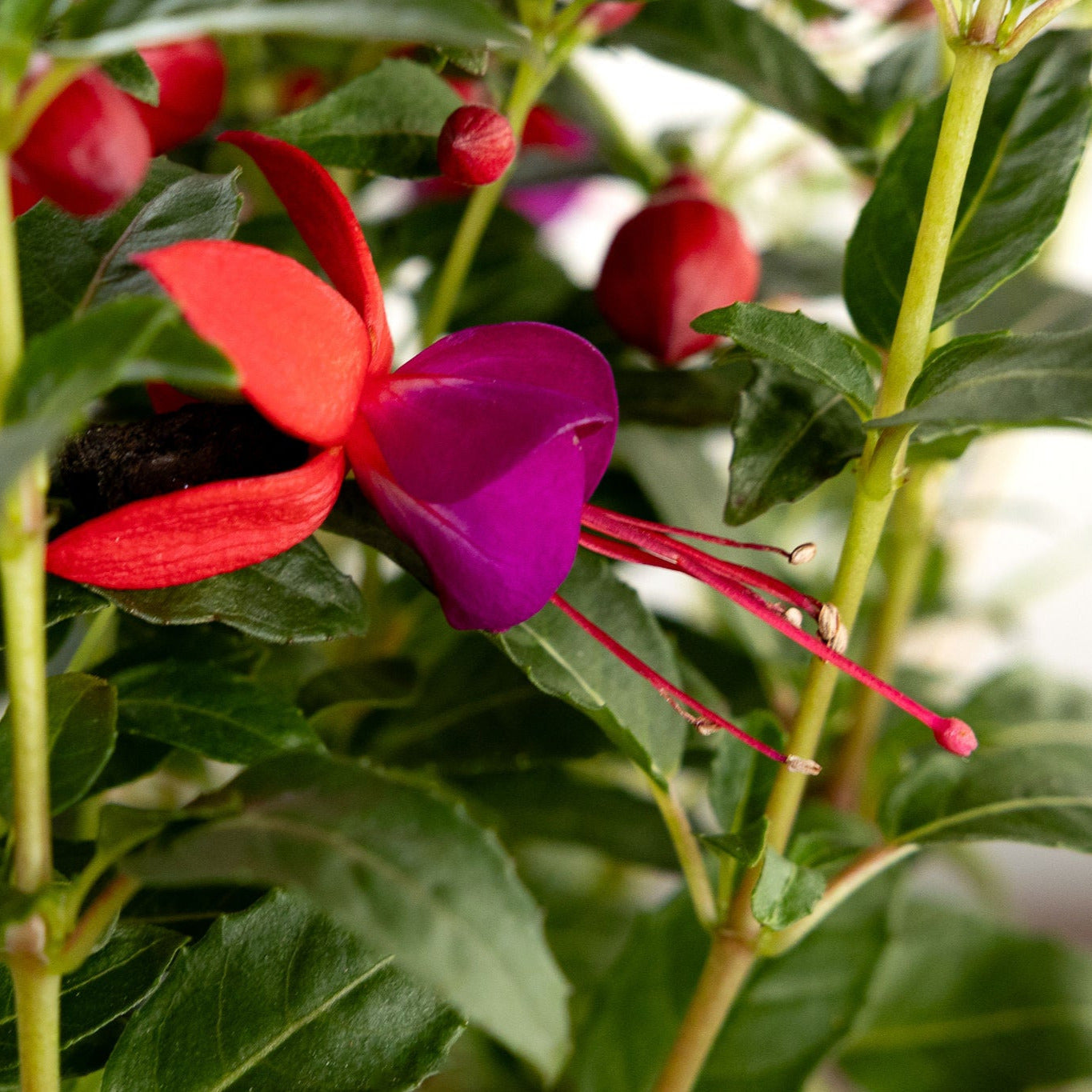 Fuchsia