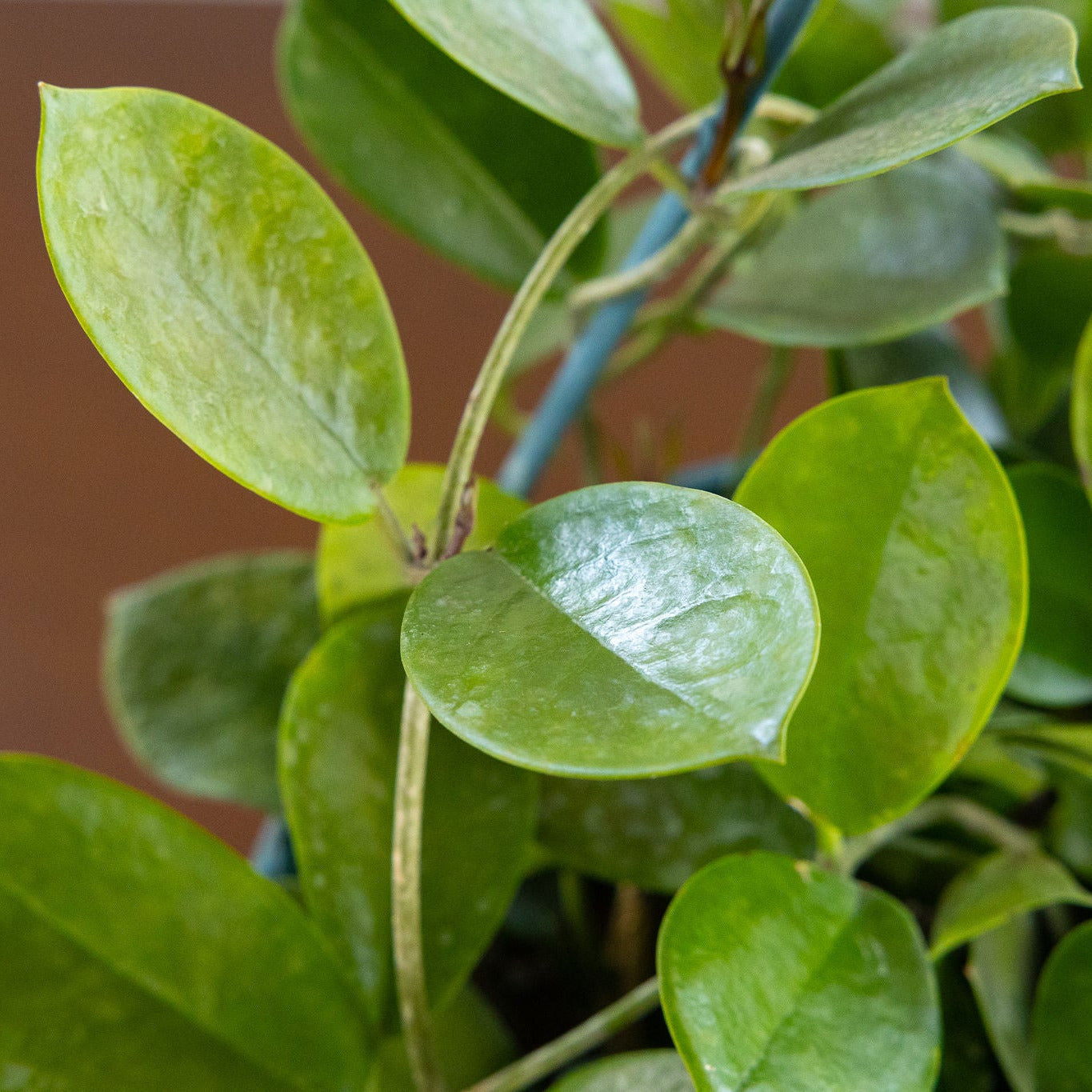 Hoya