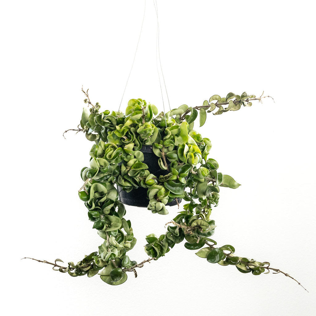 Hoya 'Hindu Rope'
