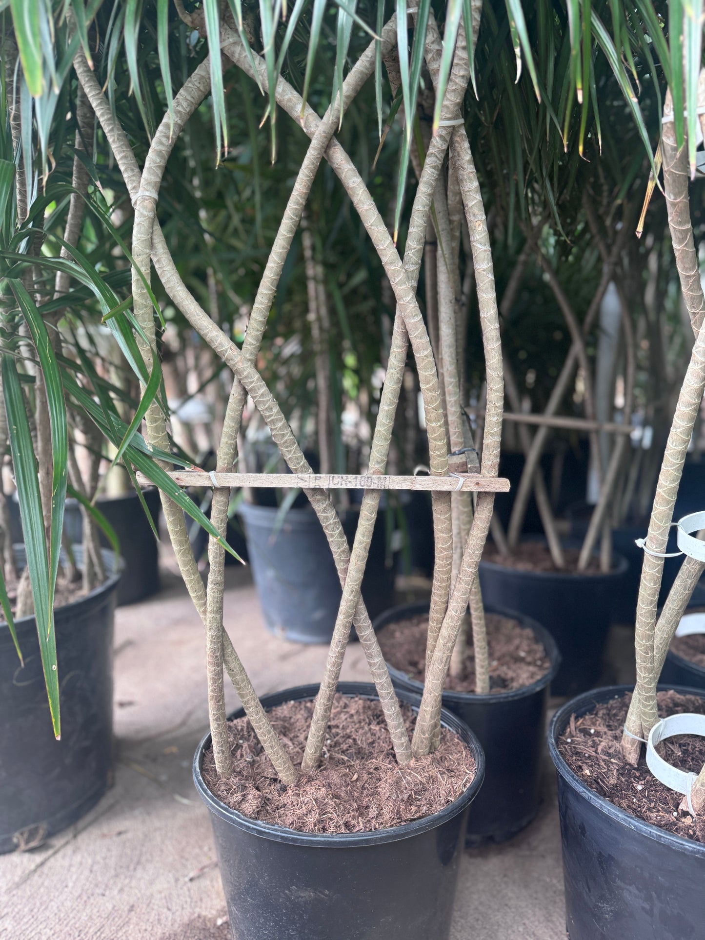 Dracaena Marginata