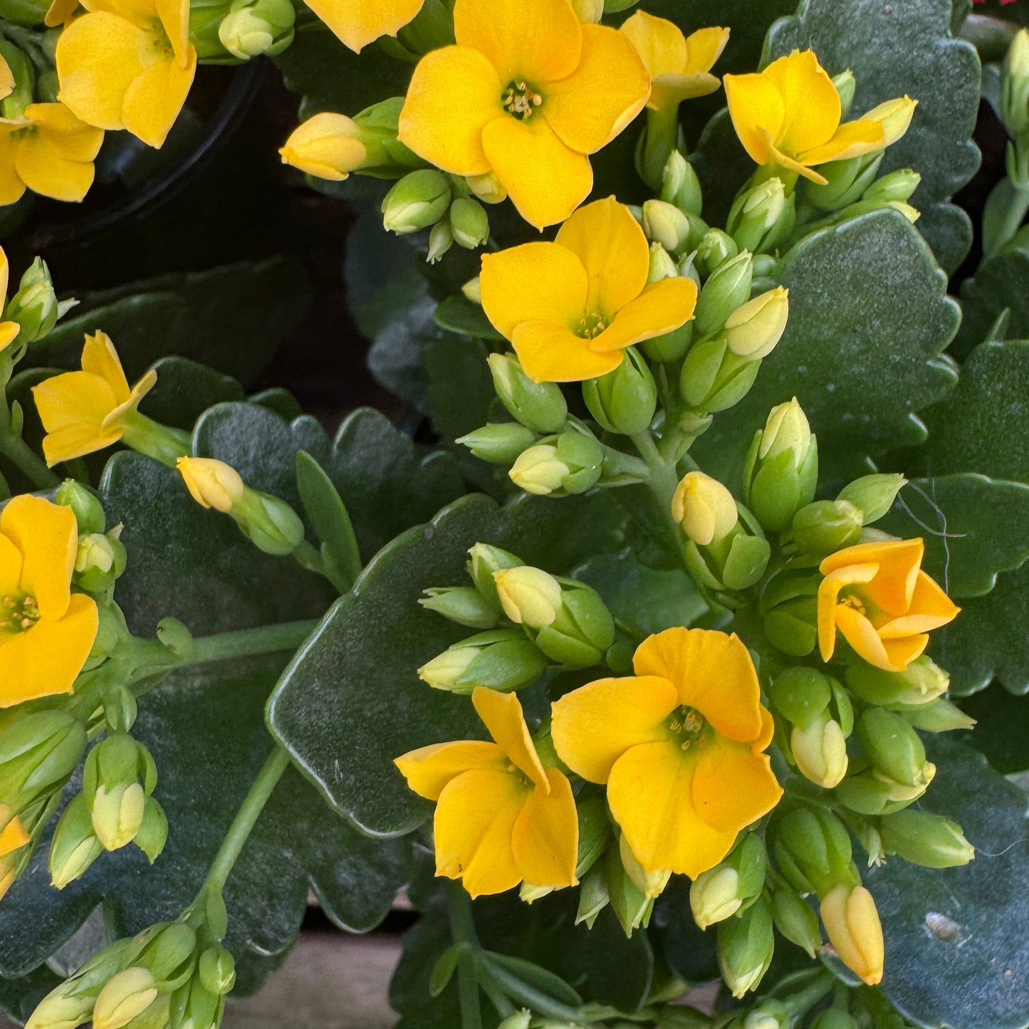 Kalanchoe, Blooming