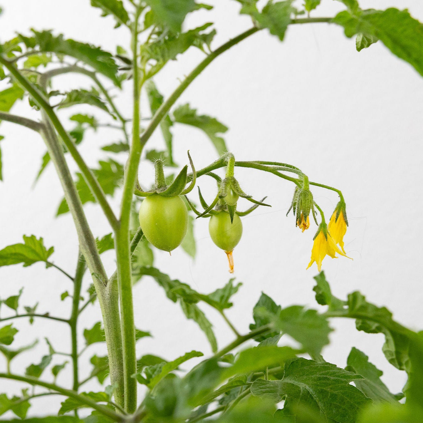 DIY - Italian Garden Bundle
