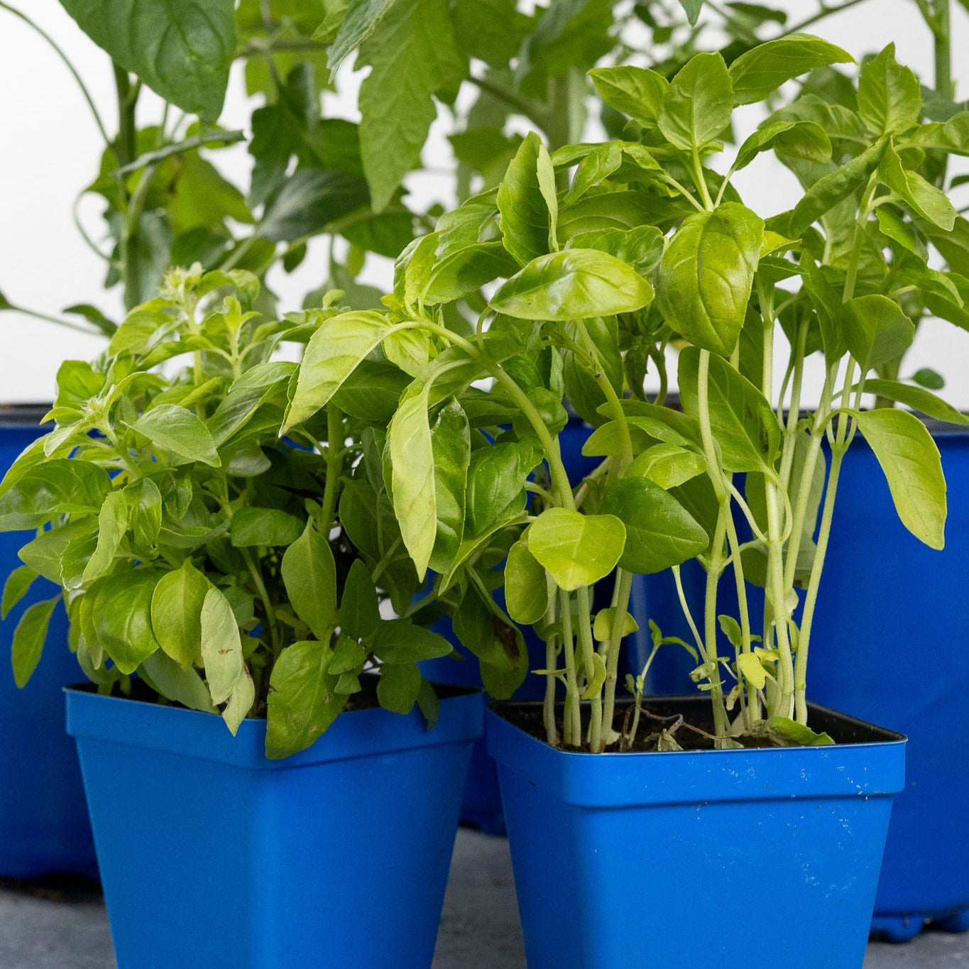 DIY - Italian Garden Bundle