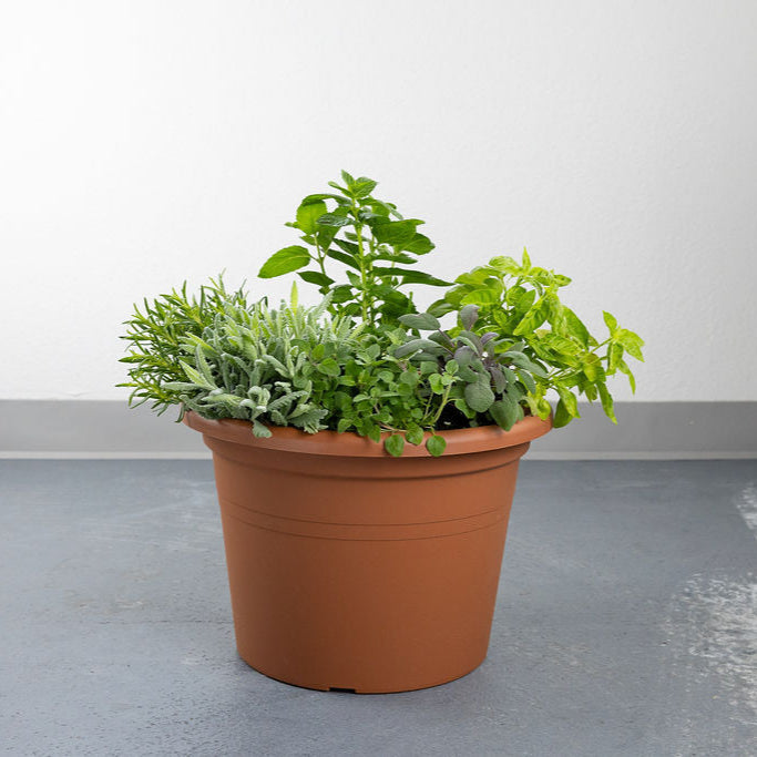 DIY - Mediterranean Herb Bundle