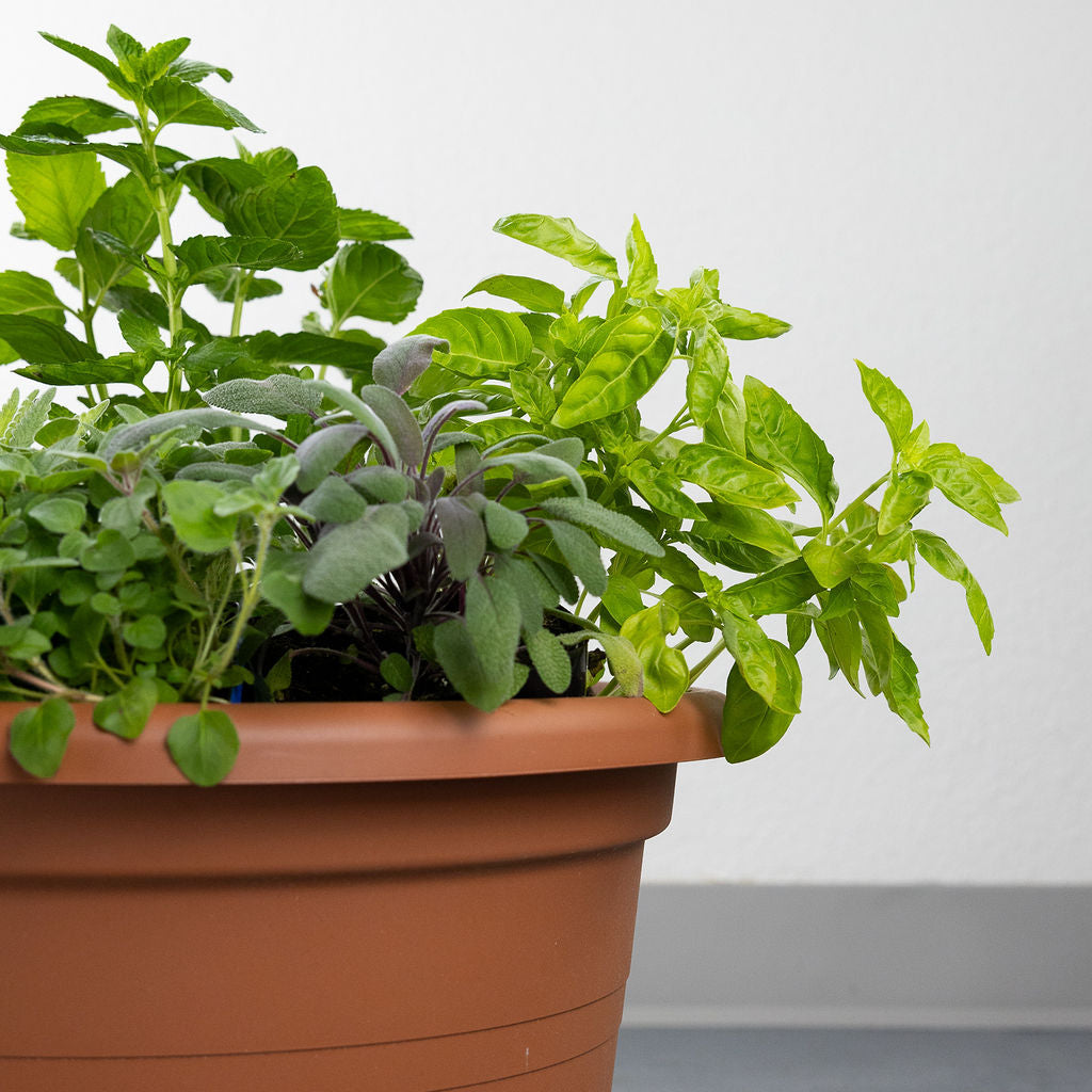 DIY - Mediterranean Herb Bundle