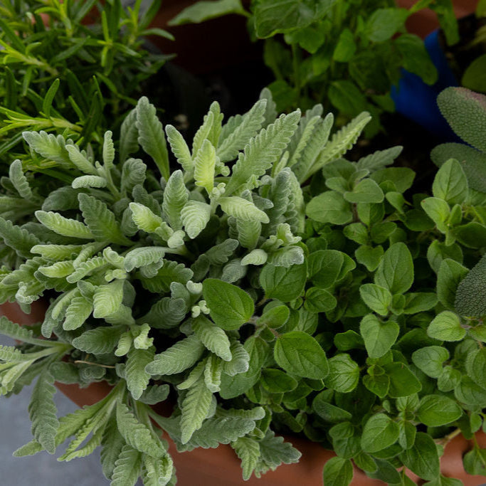 DIY - Mediterranean Herb Bundle