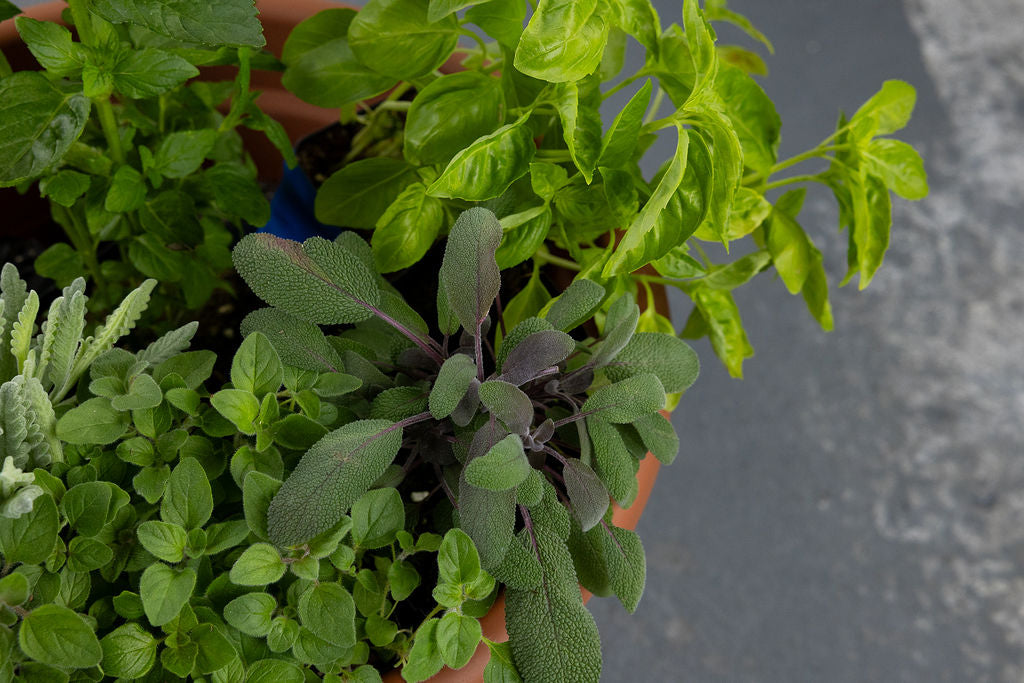 DIY - Mediterranean Herb Bundle