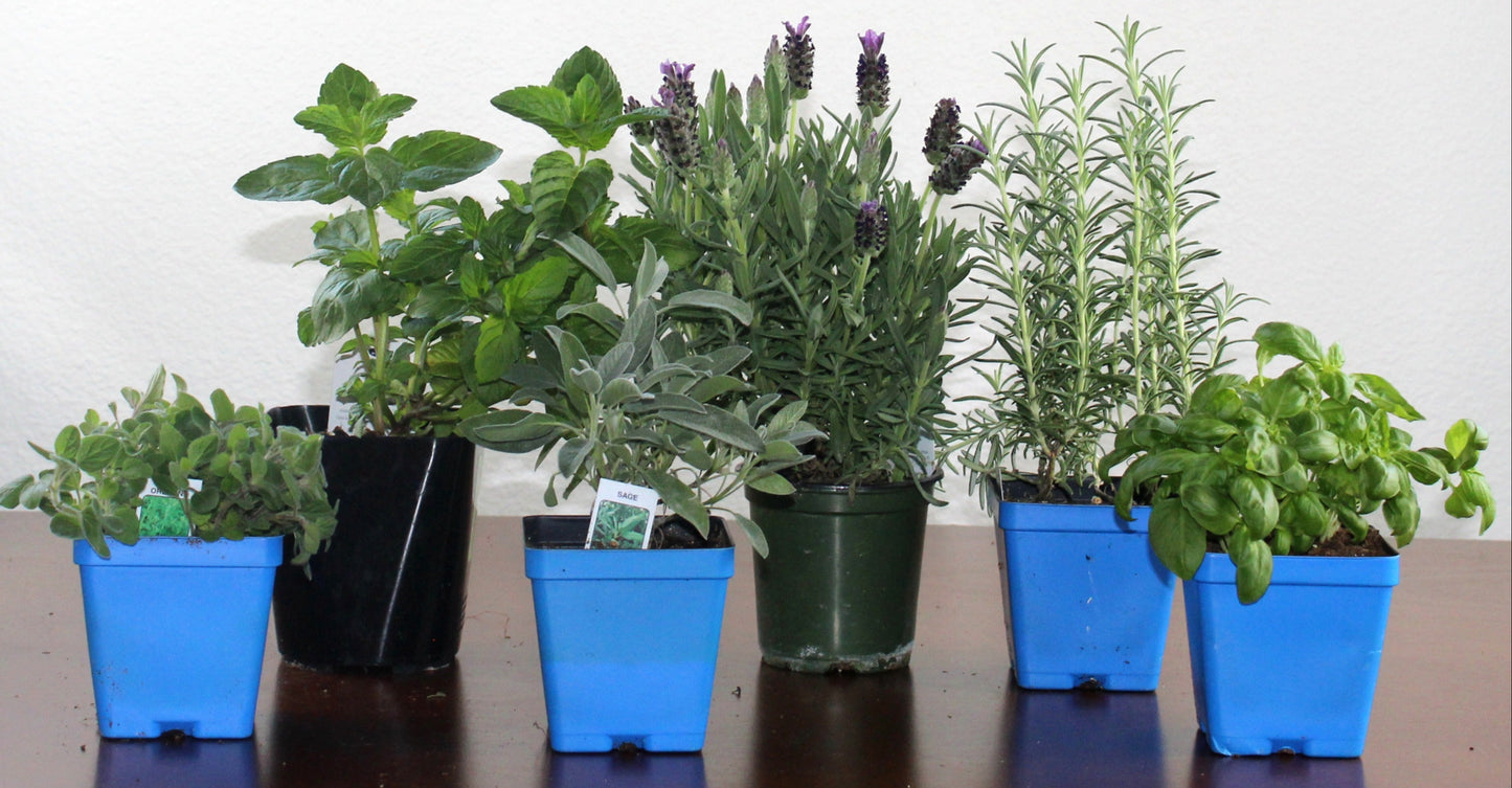 DIY - Mediterranean Herb Bundle