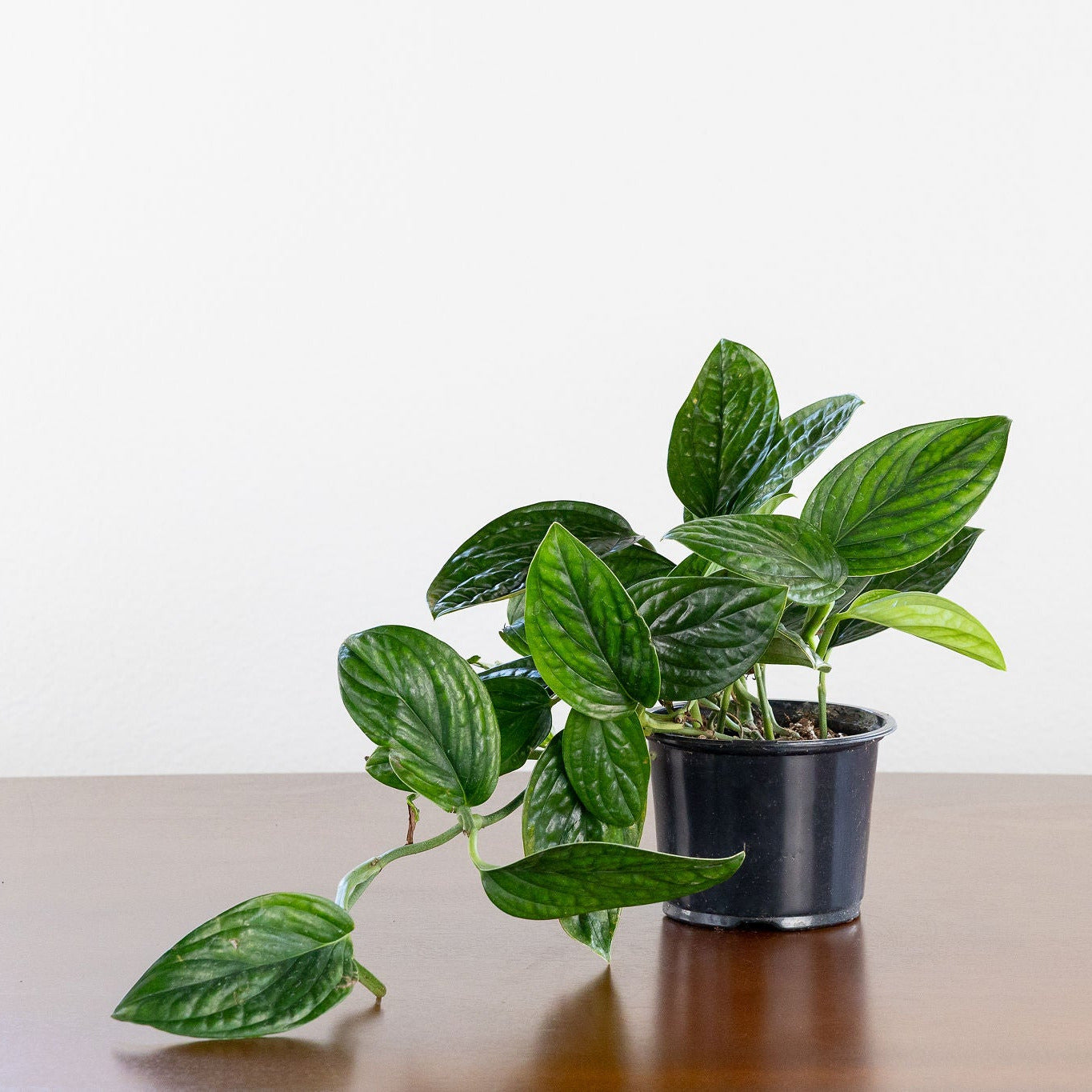 philodendron peru Monstera 'Peru' – GreenHouse.shop