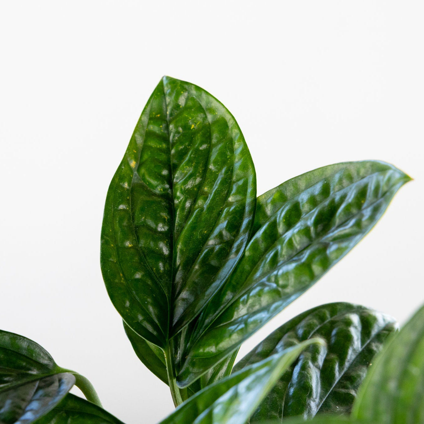 Monstera 'Peru'