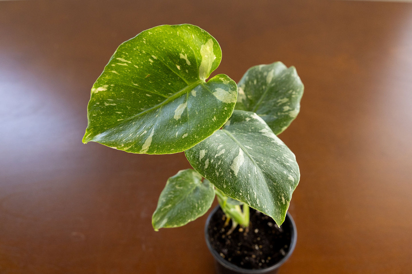 Monstera Thai Constellation