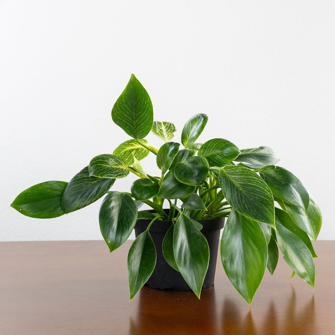 Philodendron 'Birkin'