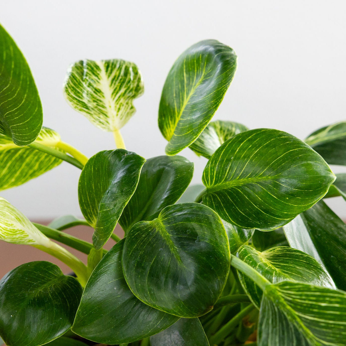 Philodendron 'Birkin'