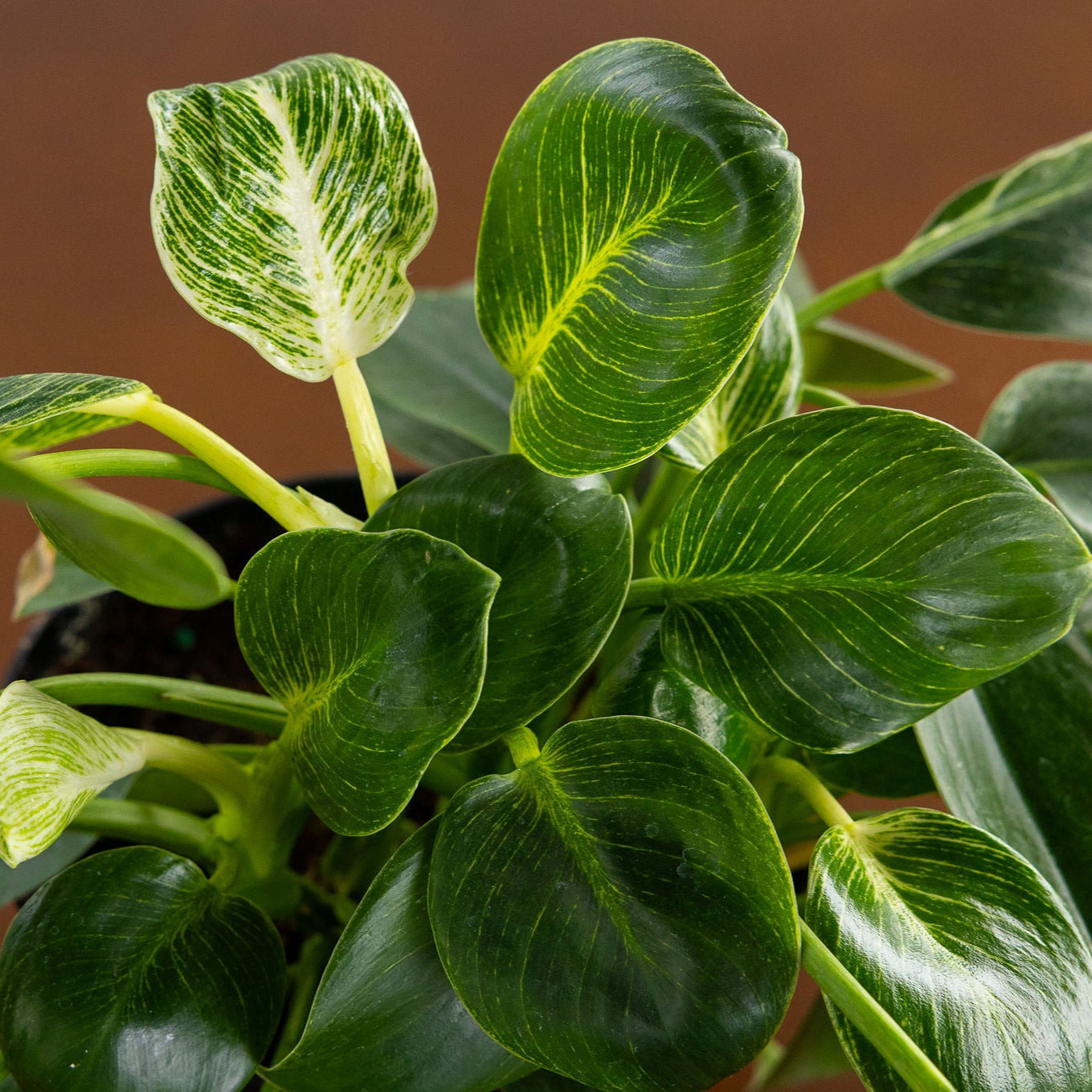 Philodendron 'Birkin'