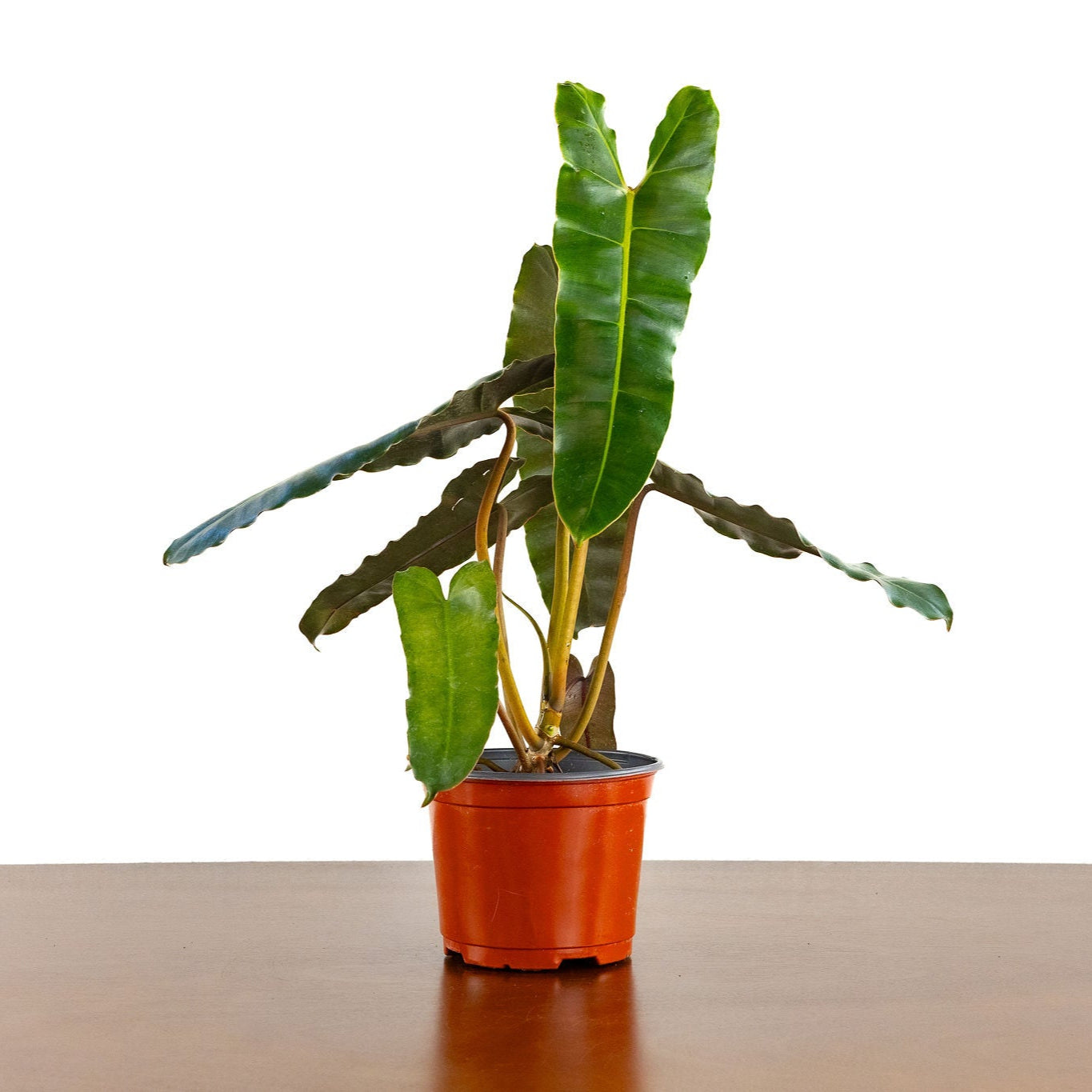 United Nursery Live Philodendron Billietiae Exotic Tropical Houseplant in 6 in. Grower Pot