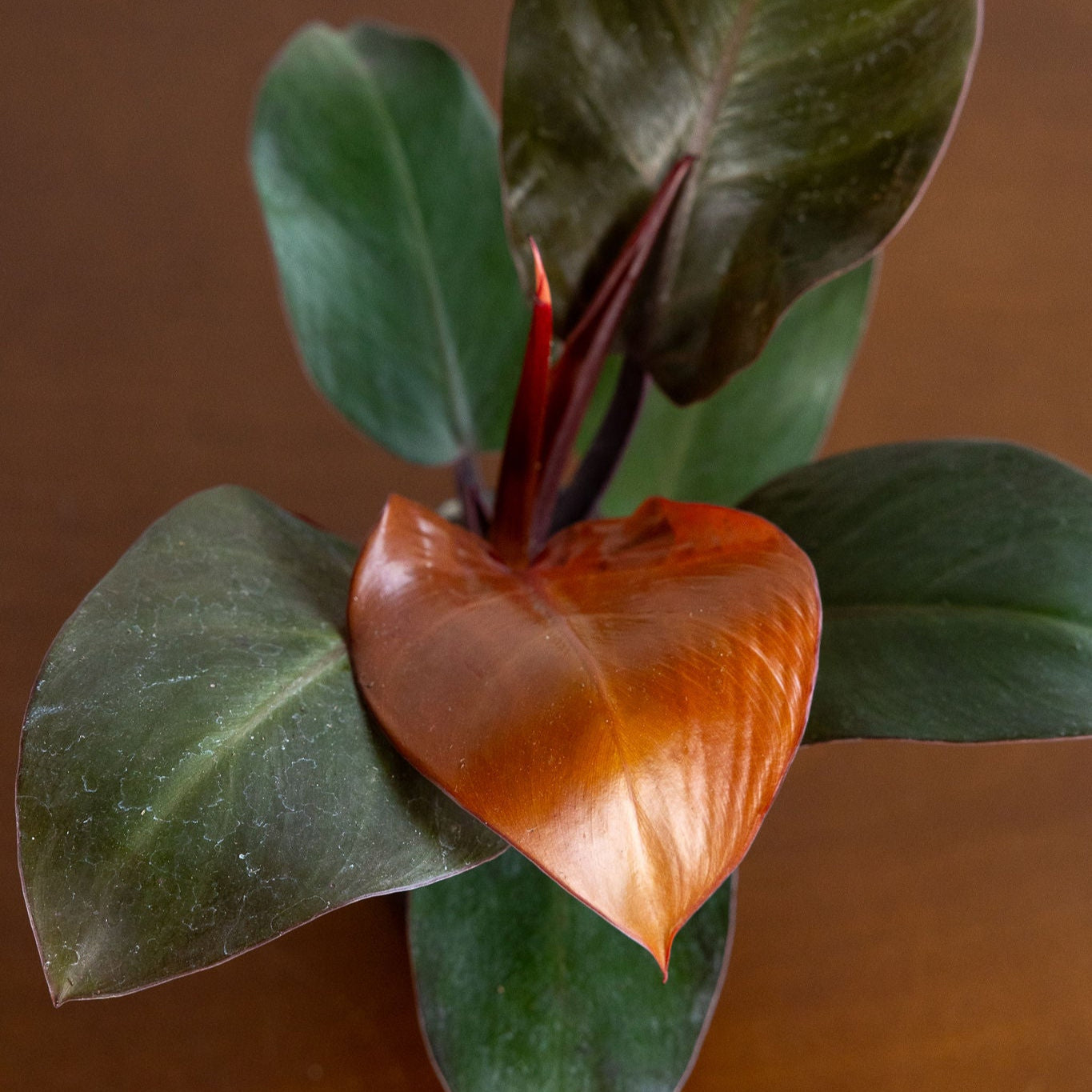Philodendron 'Cherry Red'