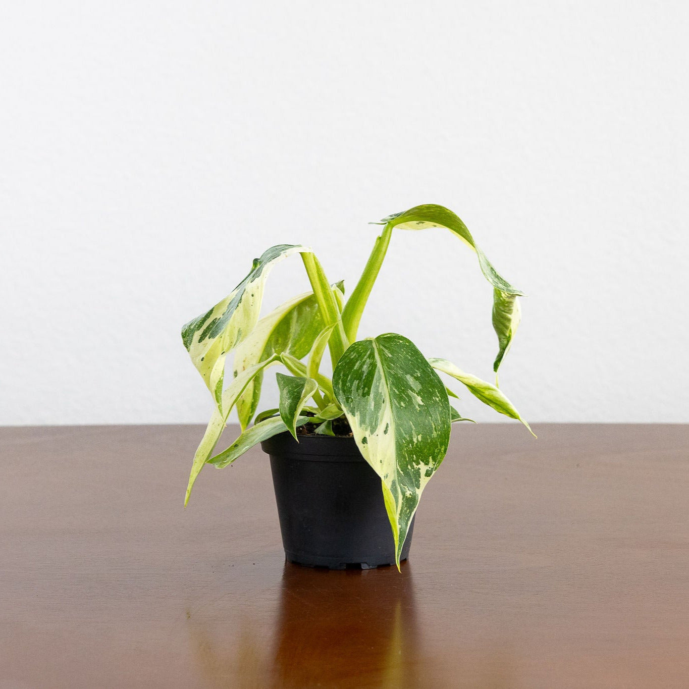 philodendron jose buono scientific name Philodendron 'Jose Buono' – GreenHouse.shop