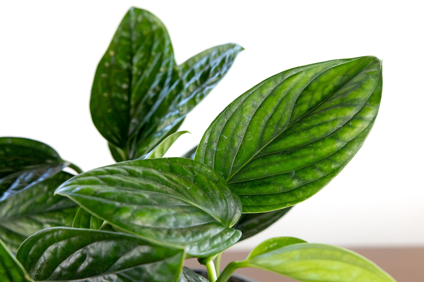 Philodendron Peru