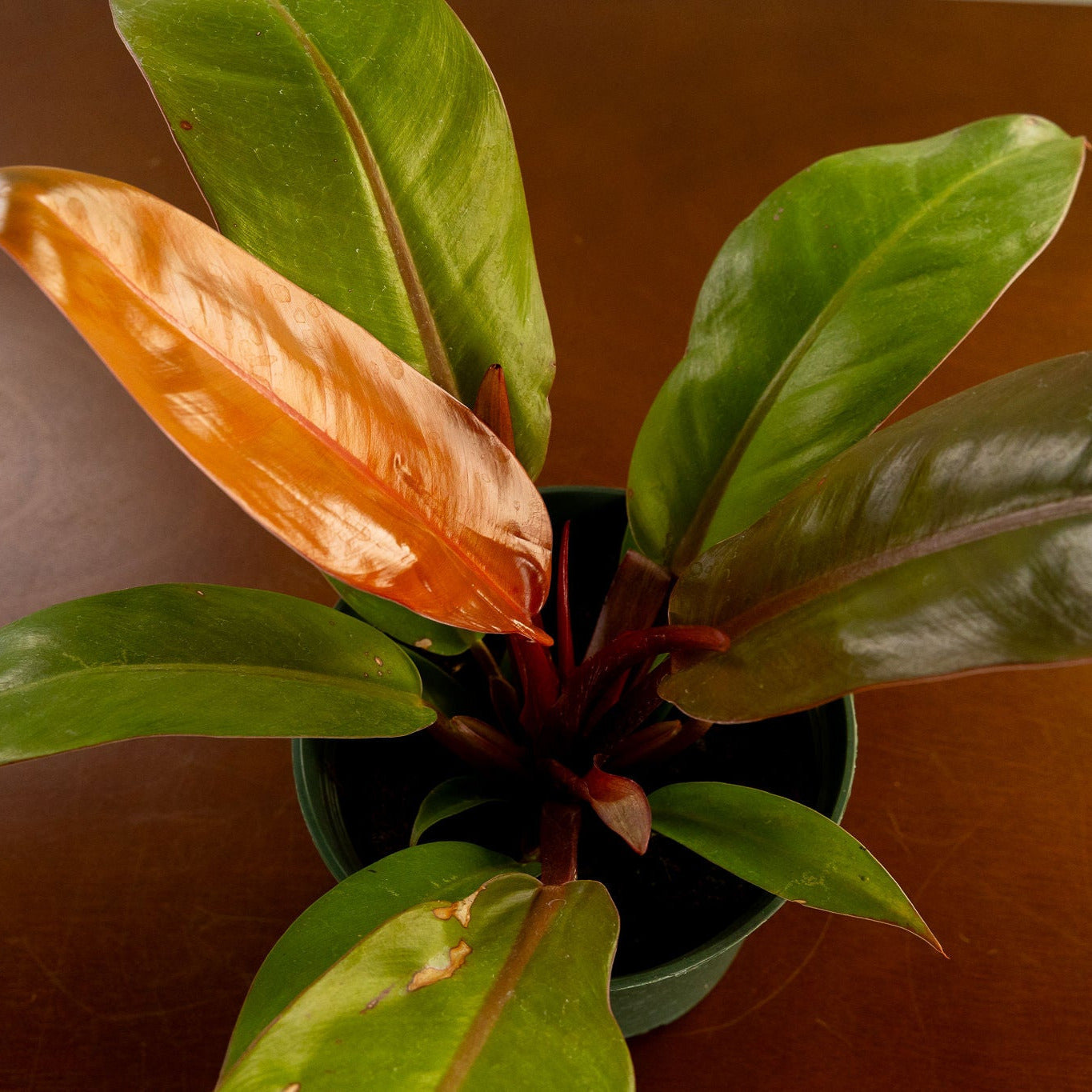 Philodendron 'Prince of Orange'