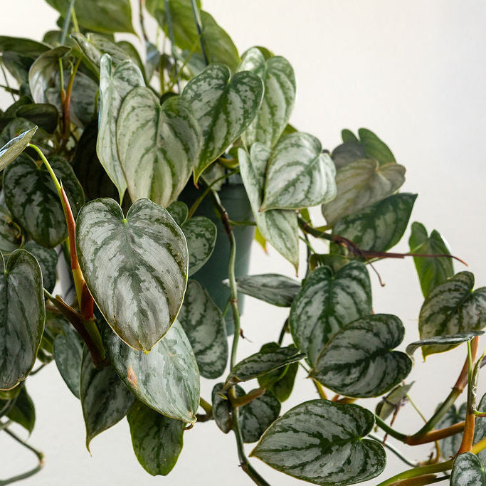 Philodendron 'Brandi'