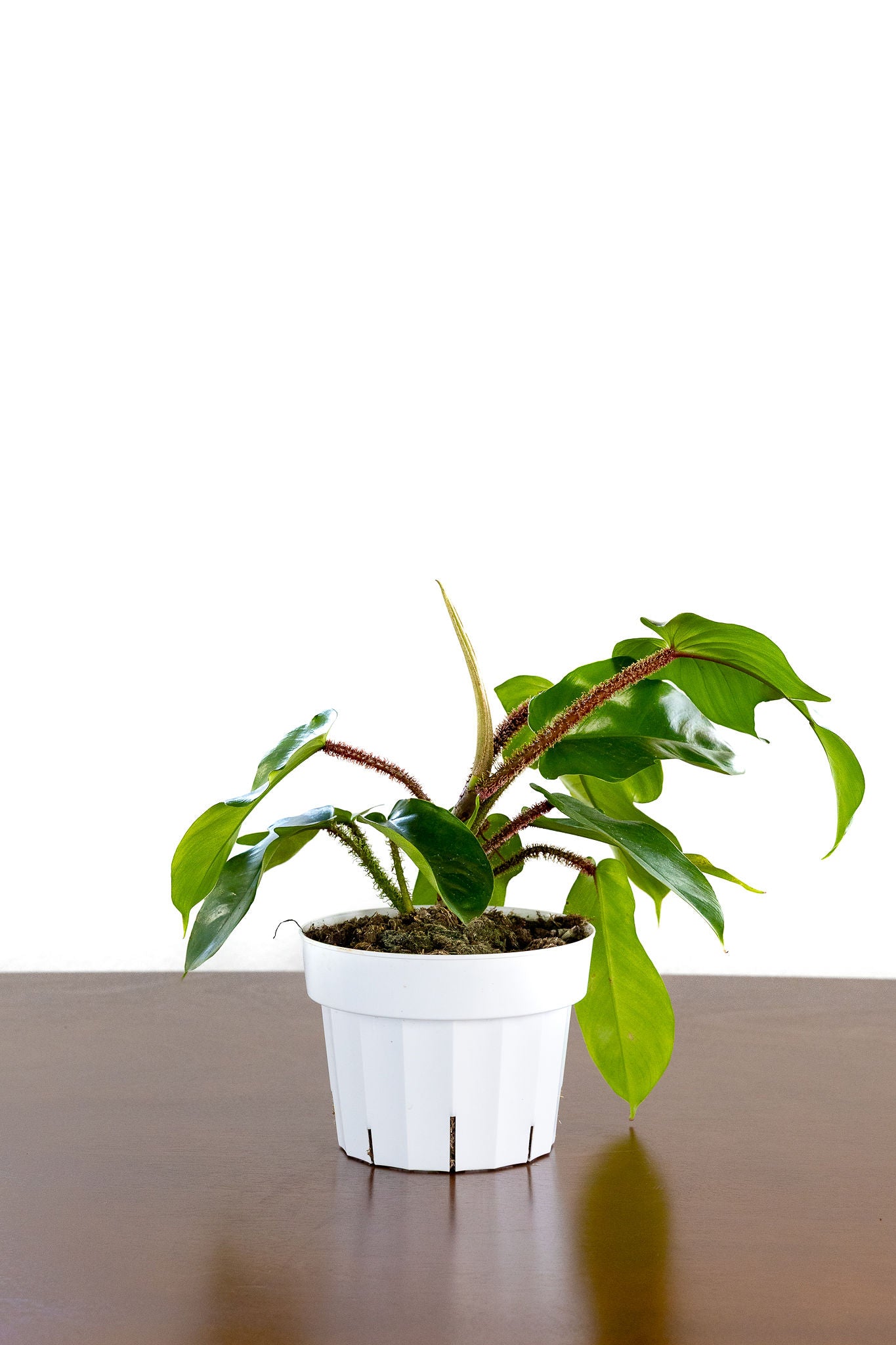 Philodendron 'Squamiferum'