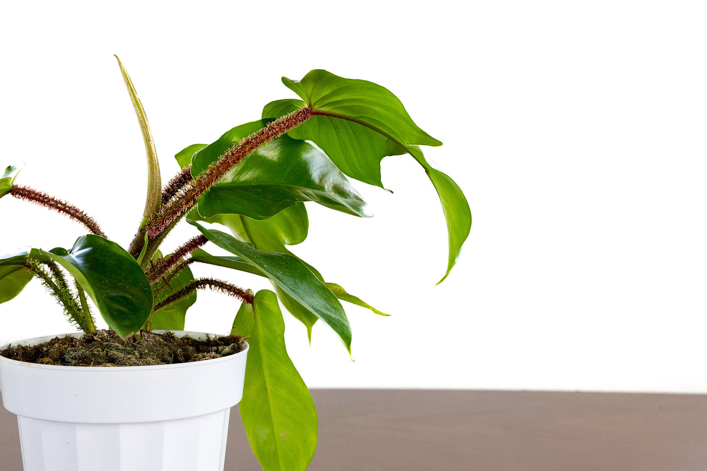 Philodendron 'Squamiferum'