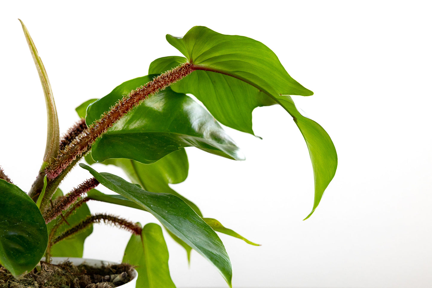 Philodendron 'Squamiferum'