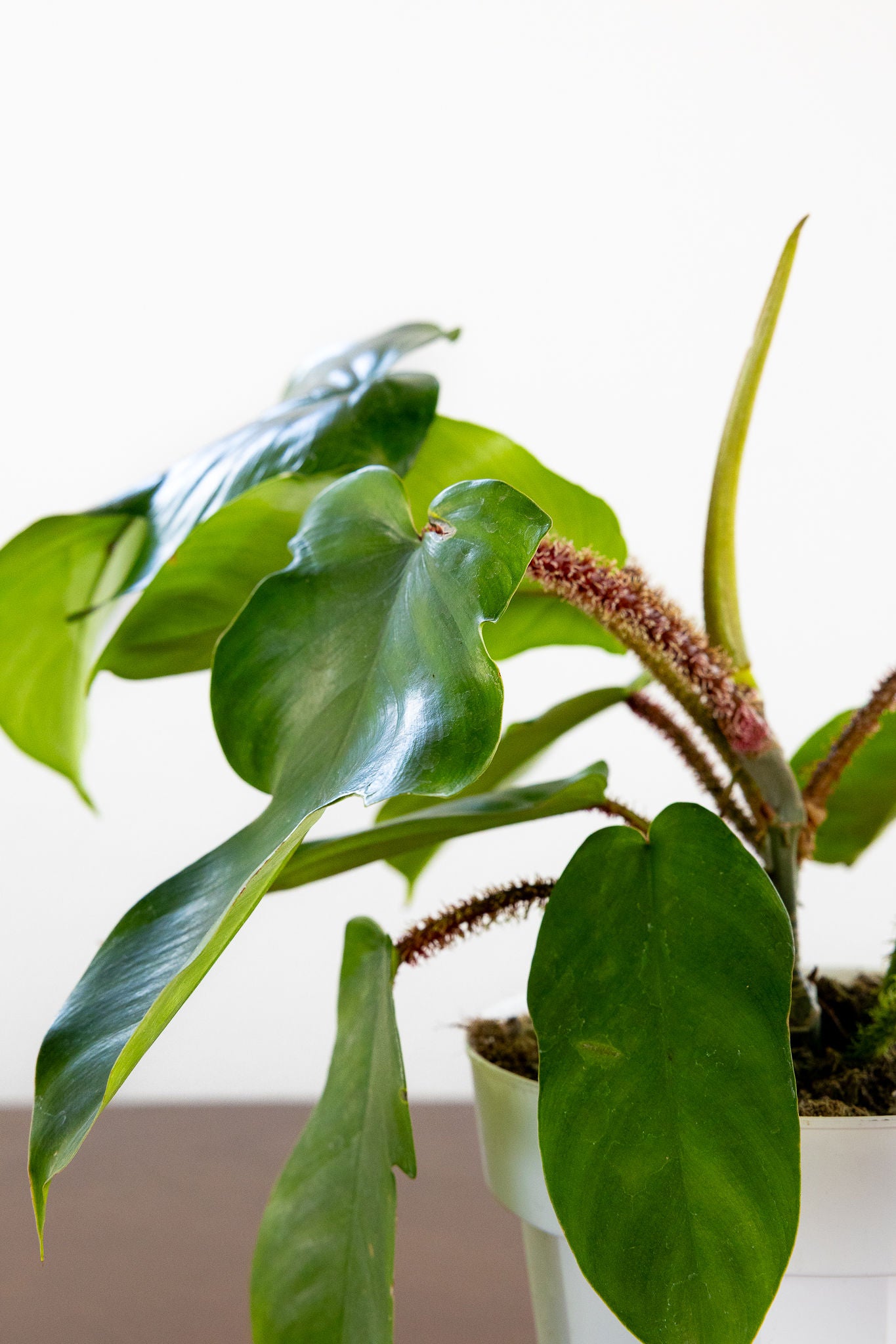 Philodendron 'Squamiferum'