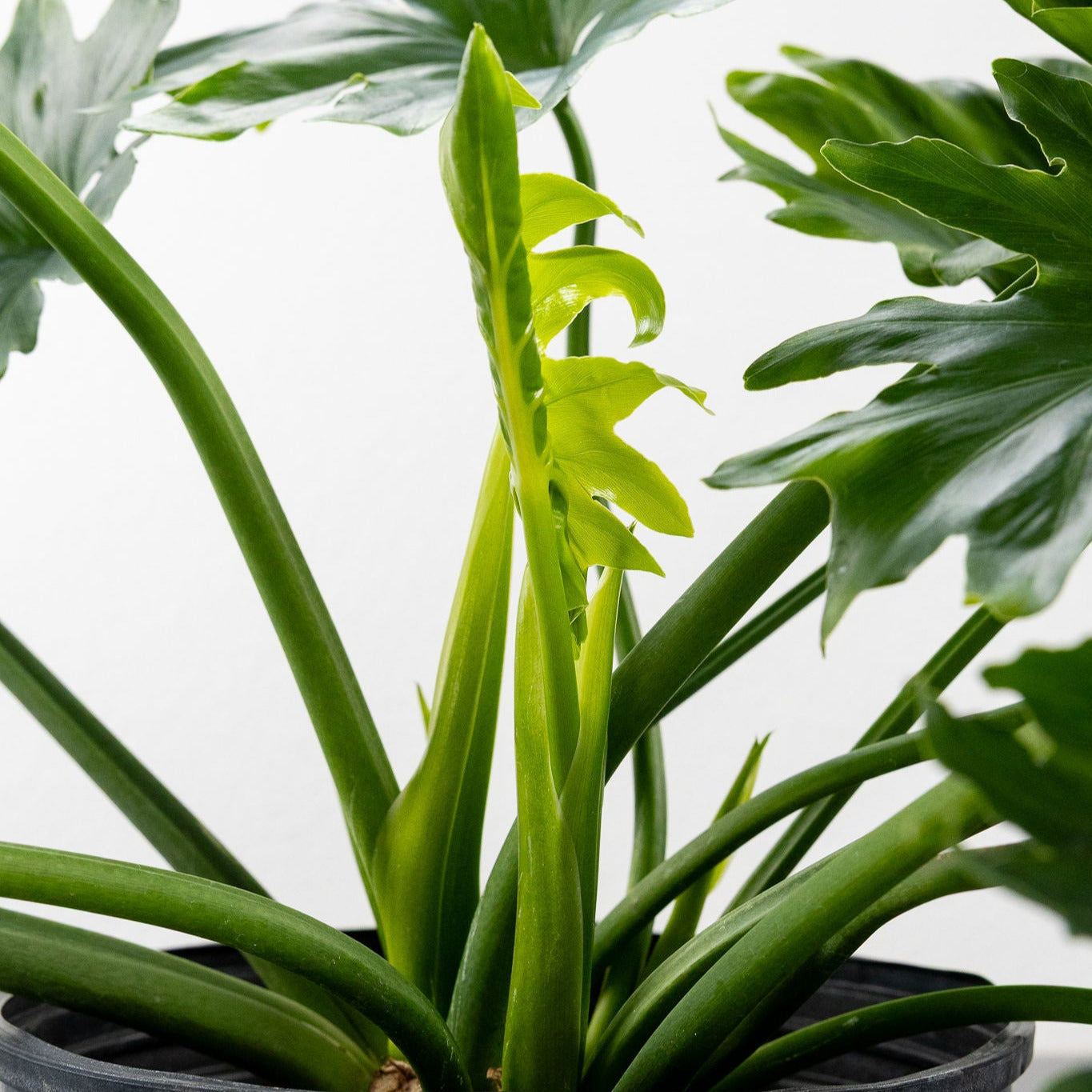 Philodendron selloum 'Hope'