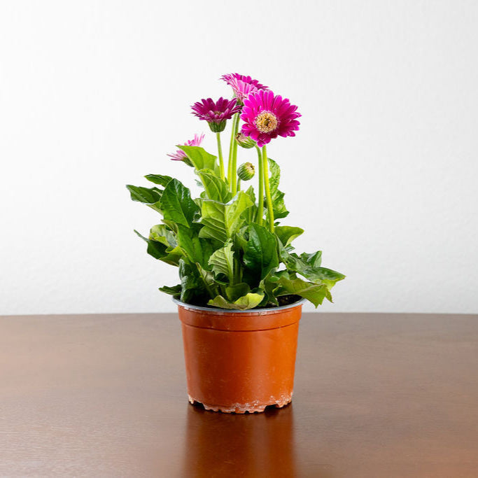 Gerber Daisy, Yellow or Pink