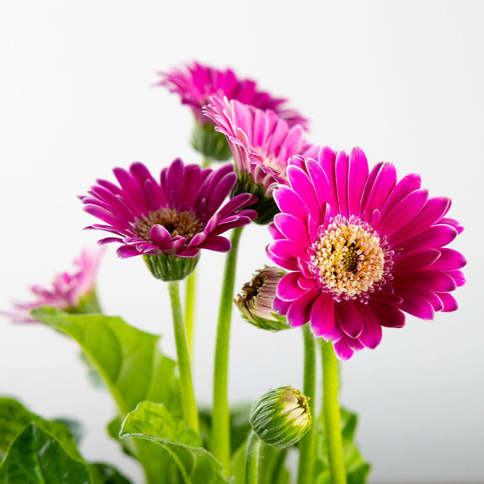 Gerber Daisy, Yellow or Pink