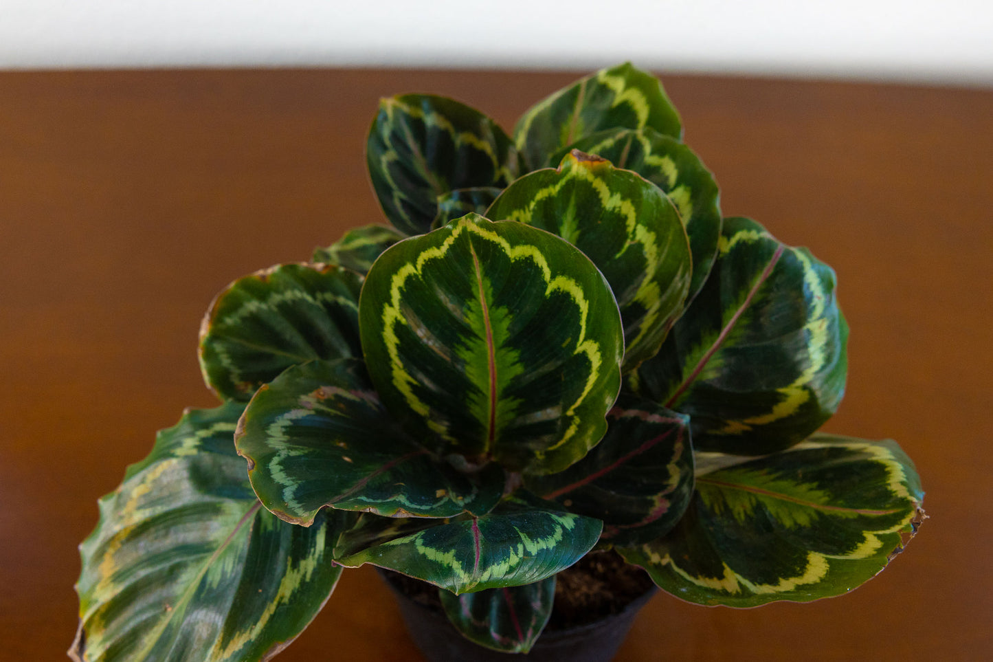 Calathea 'Ornata'