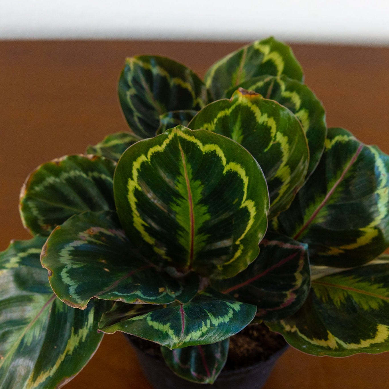 Calathea 'Ornata'