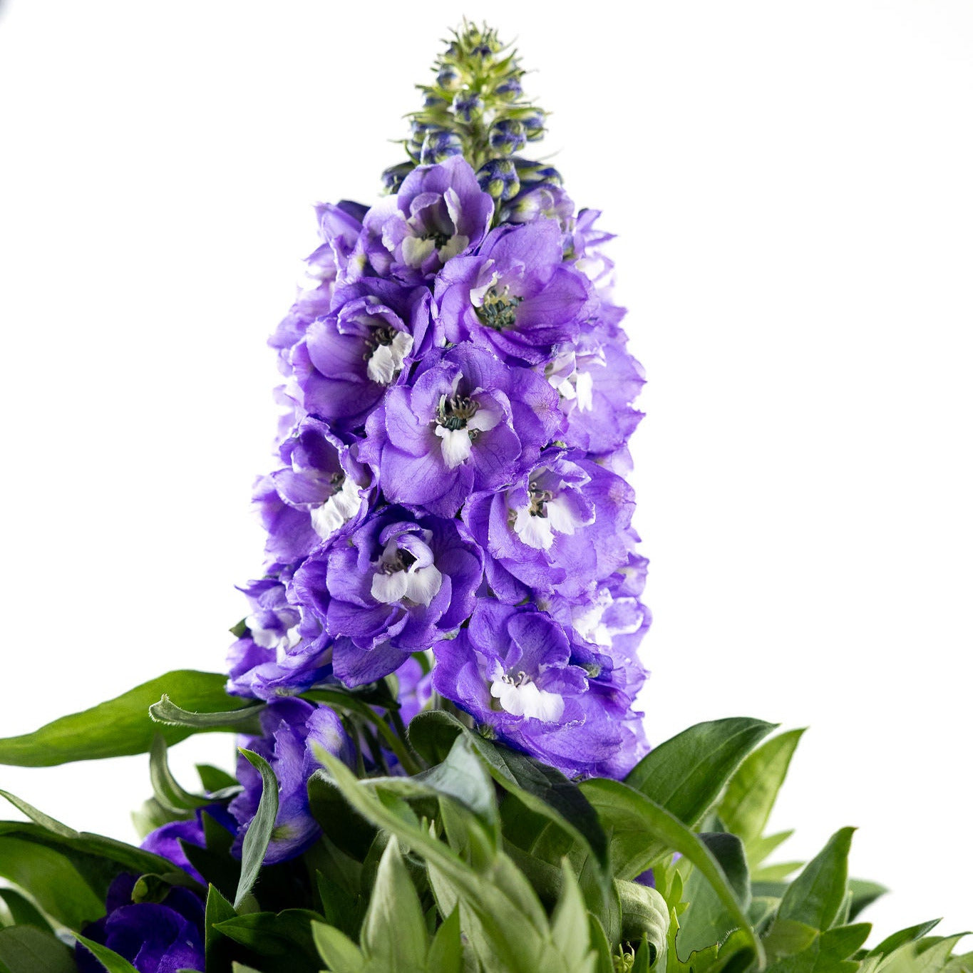 Delphinium, Purple