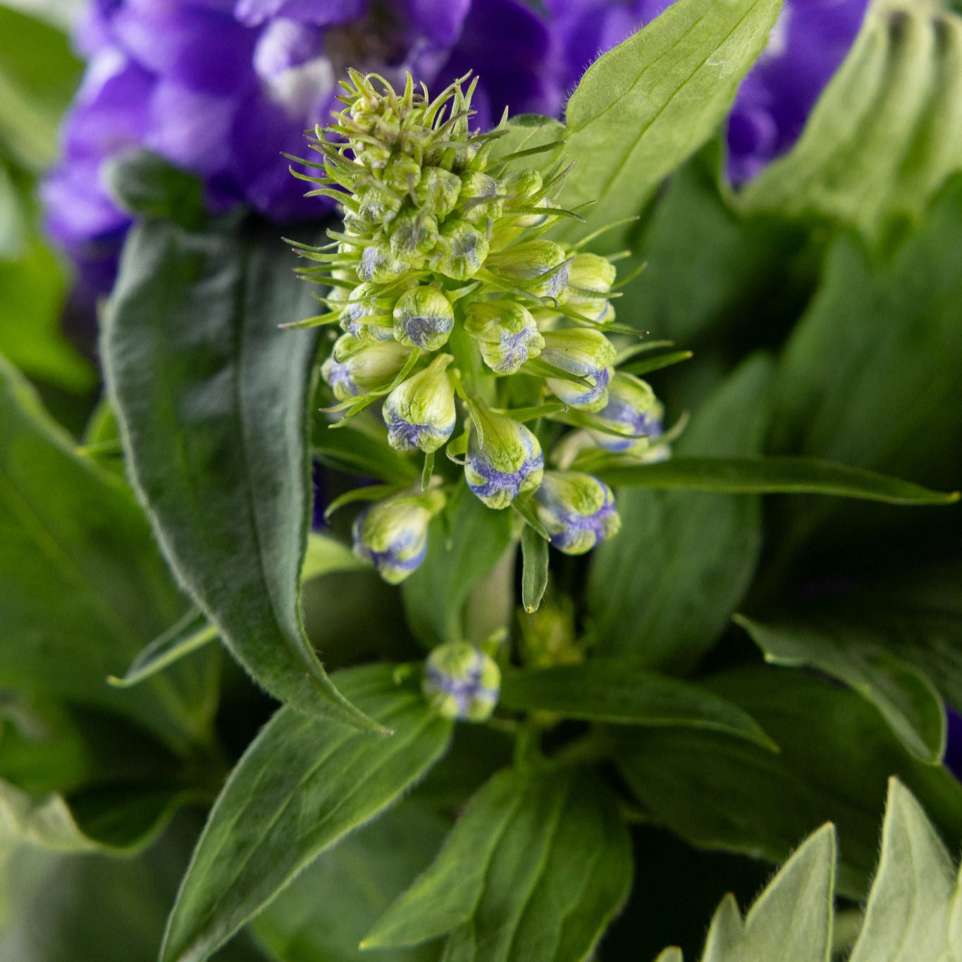 Delphinium, Purple