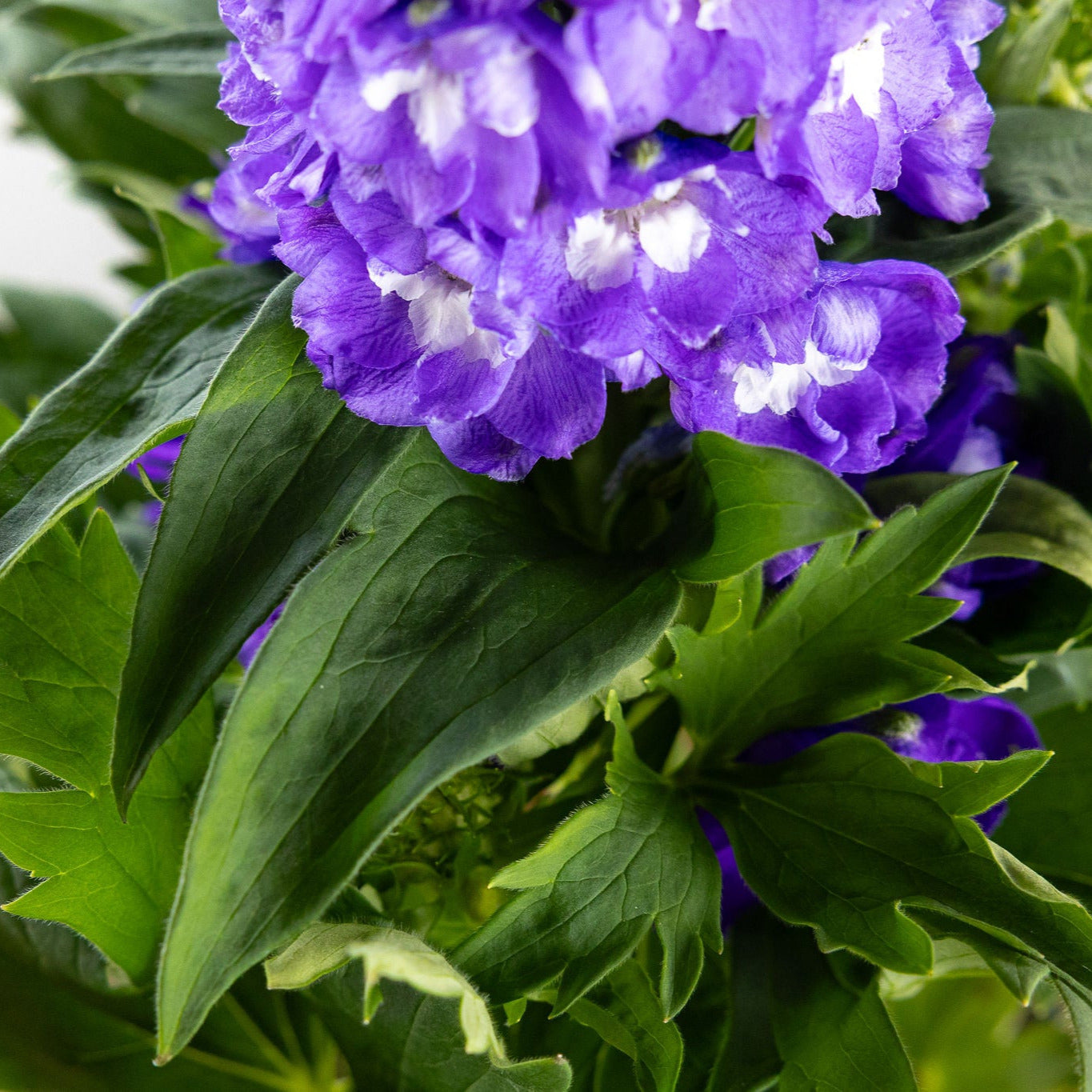 Delphinium, Purple