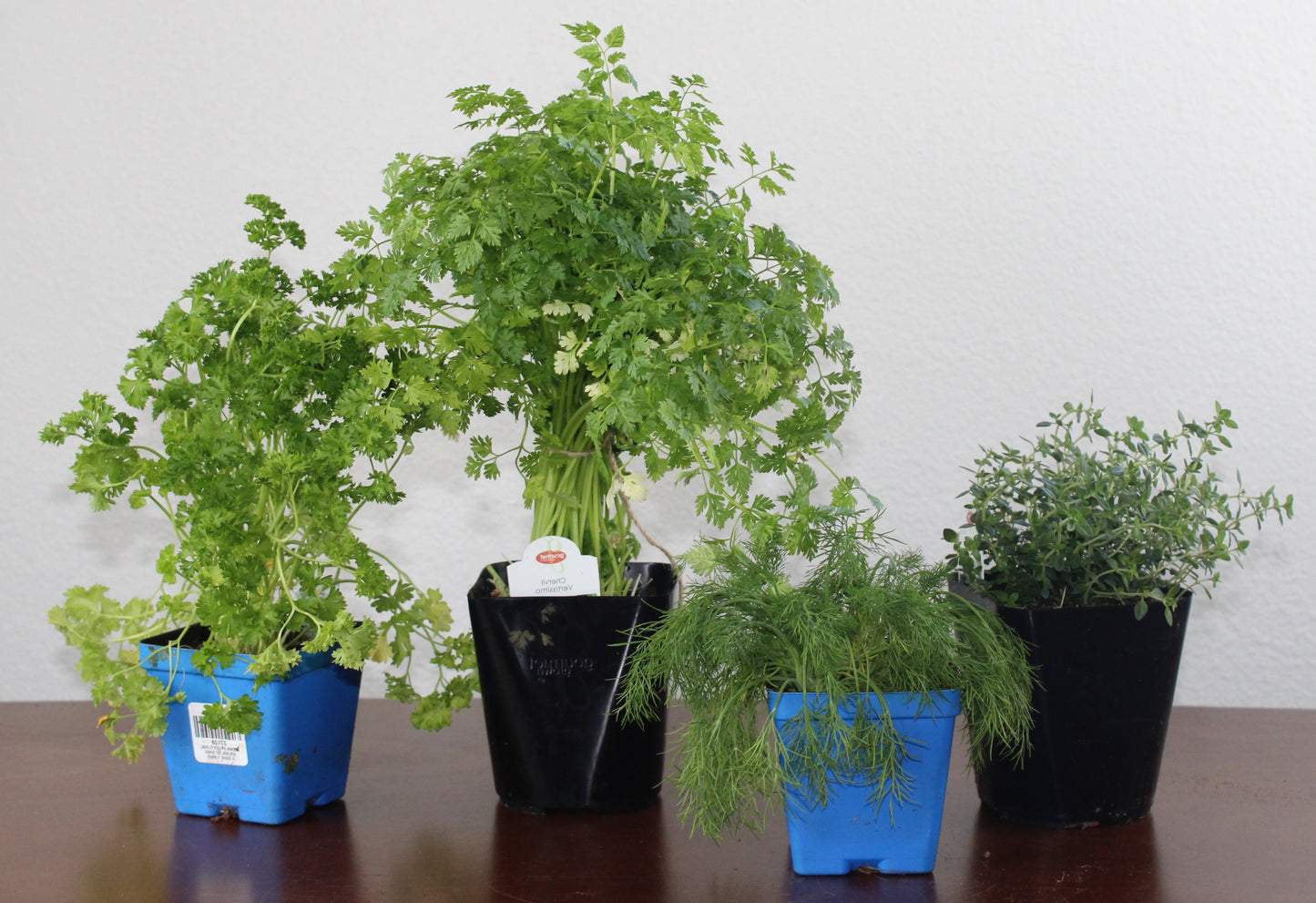 DIY - Salad Herb Bundle