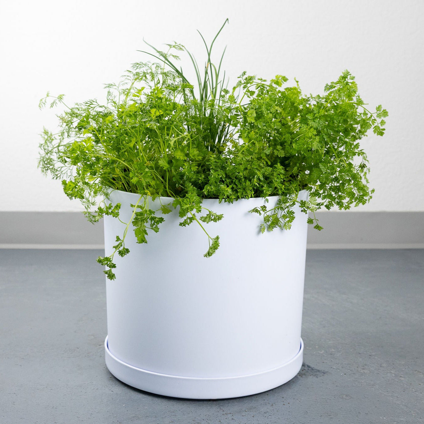 DIY - Salad Herb Bundle
