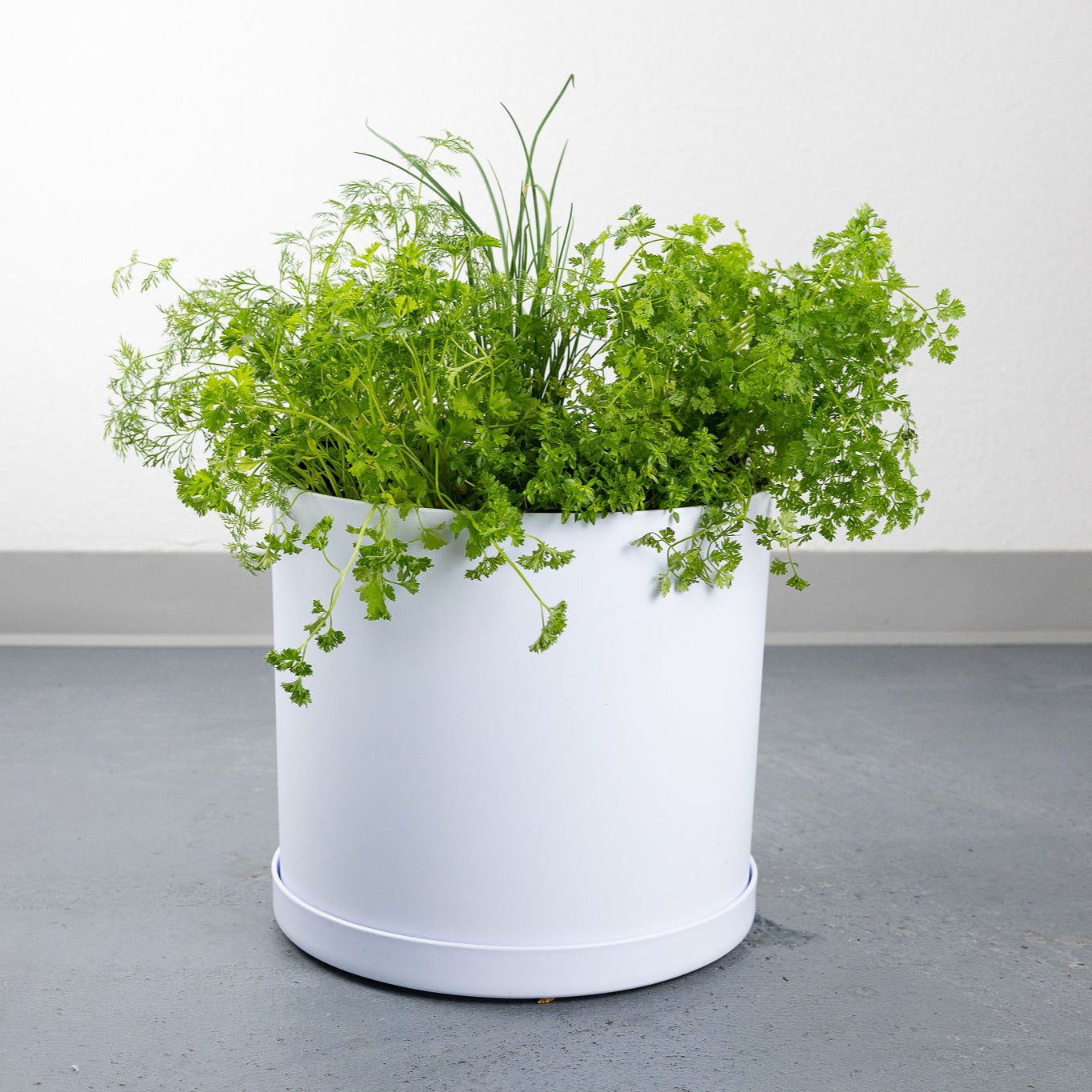 DIY - Salad Herb Bundle