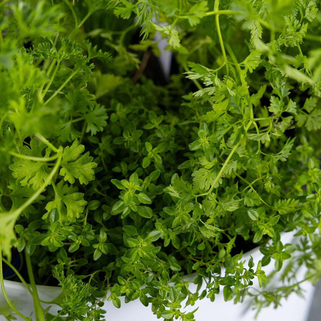 DIY - Salad Herb Bundle