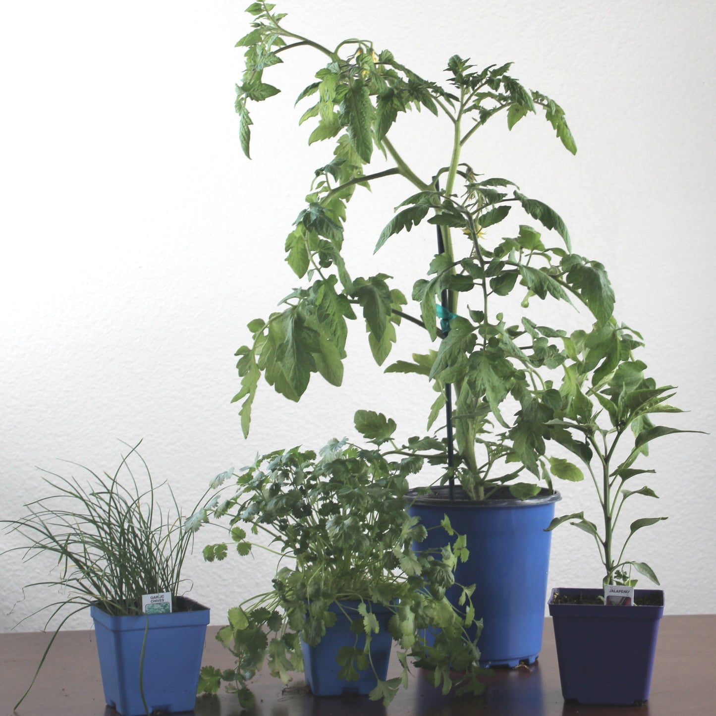 DIY - Salsa Garden Bundle