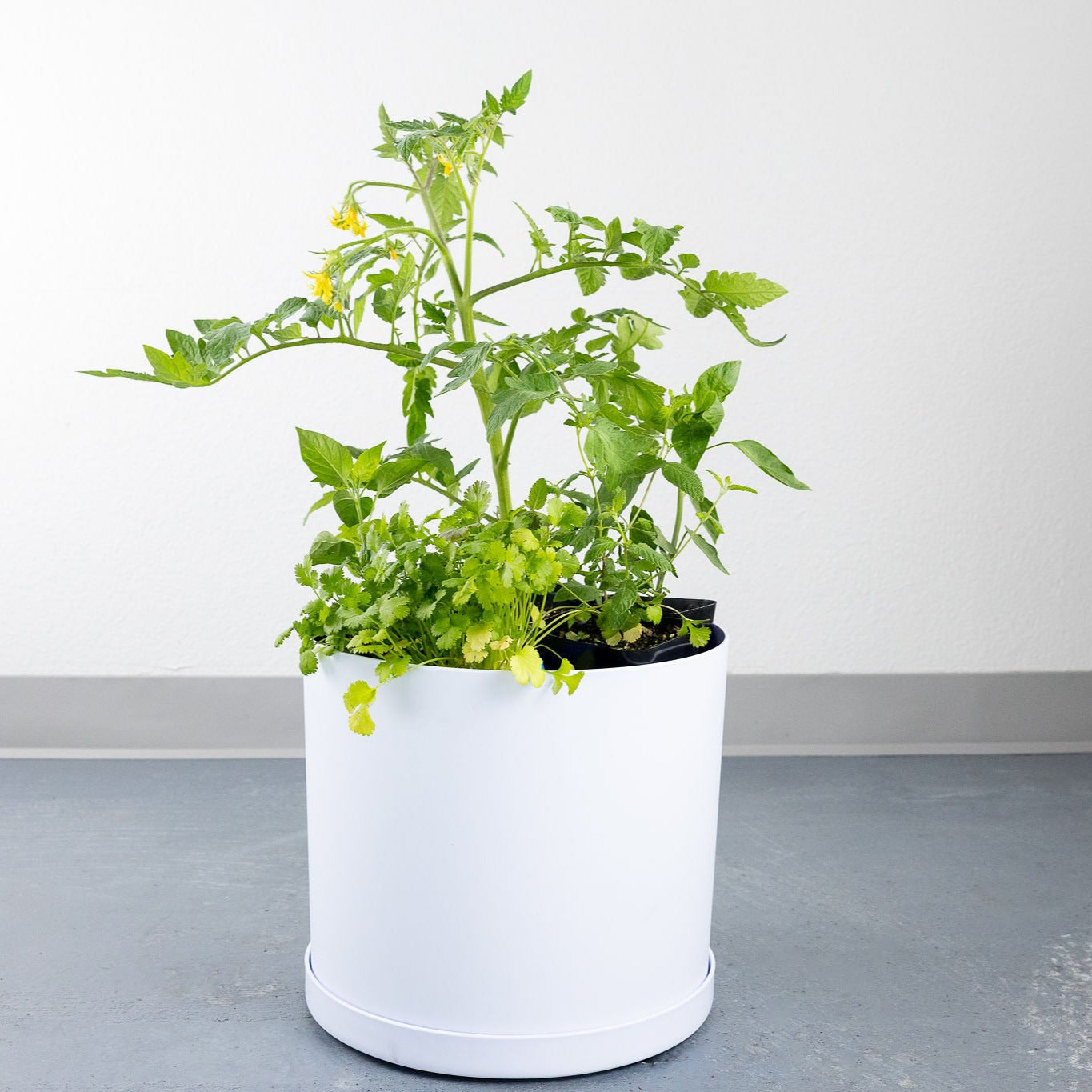 DIY - Salad Herb Bundle
