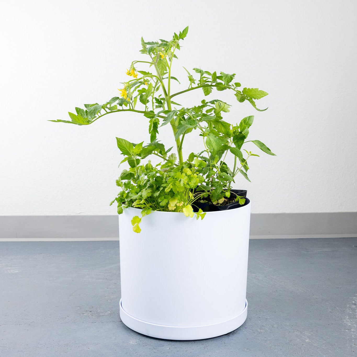 DIY - Salad Herb Bundle