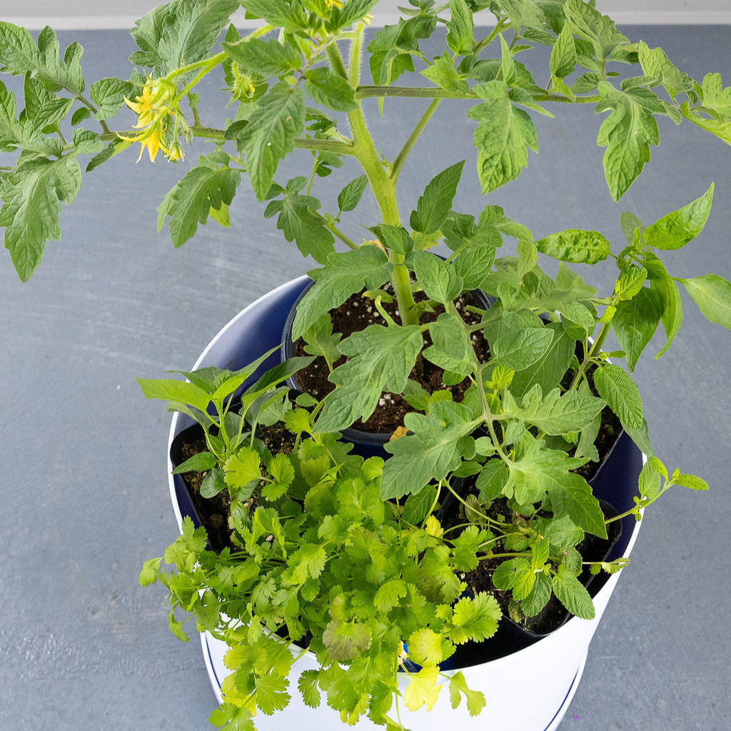 DIY - Salsa Garden Bundle