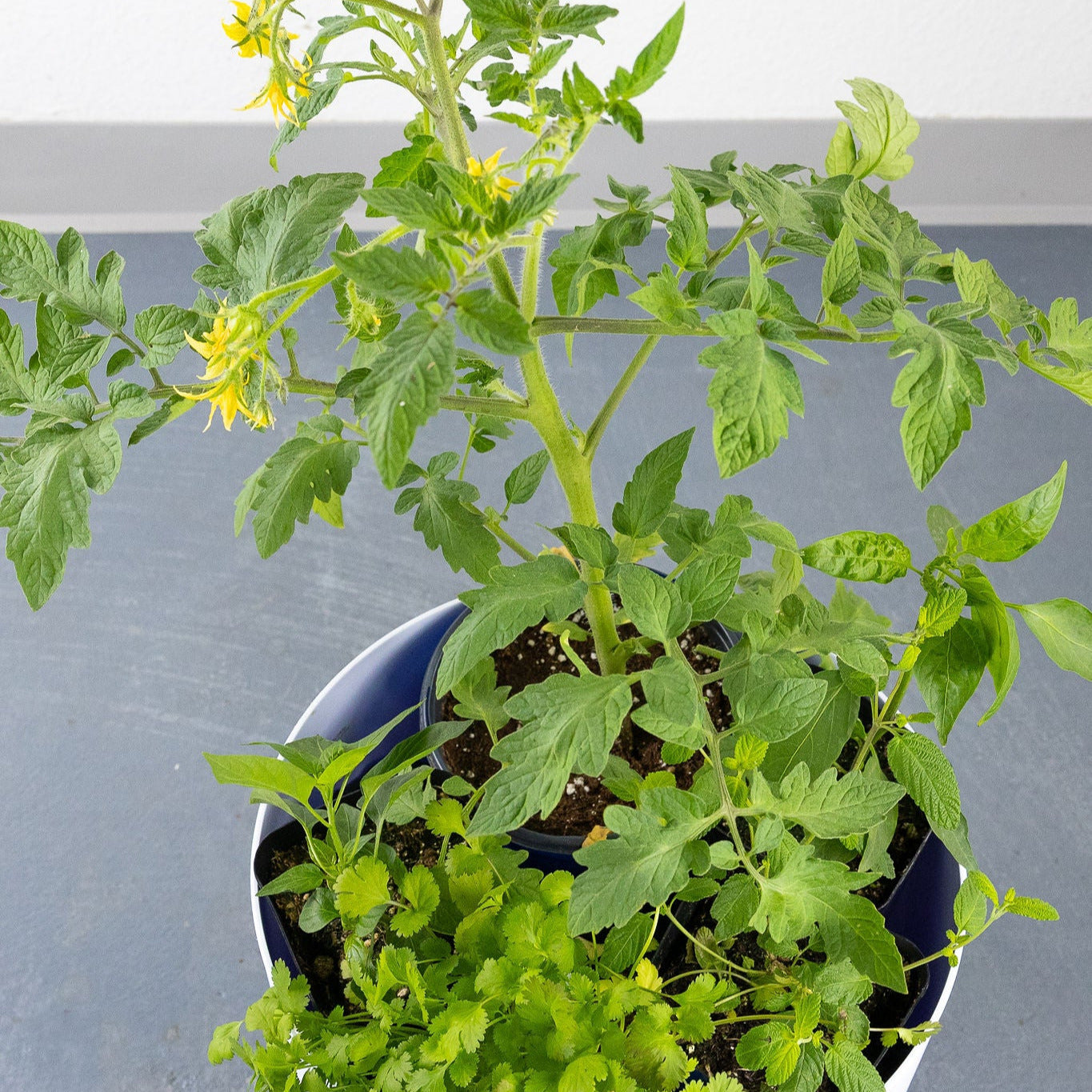 DIY - Salad Herb Bundle