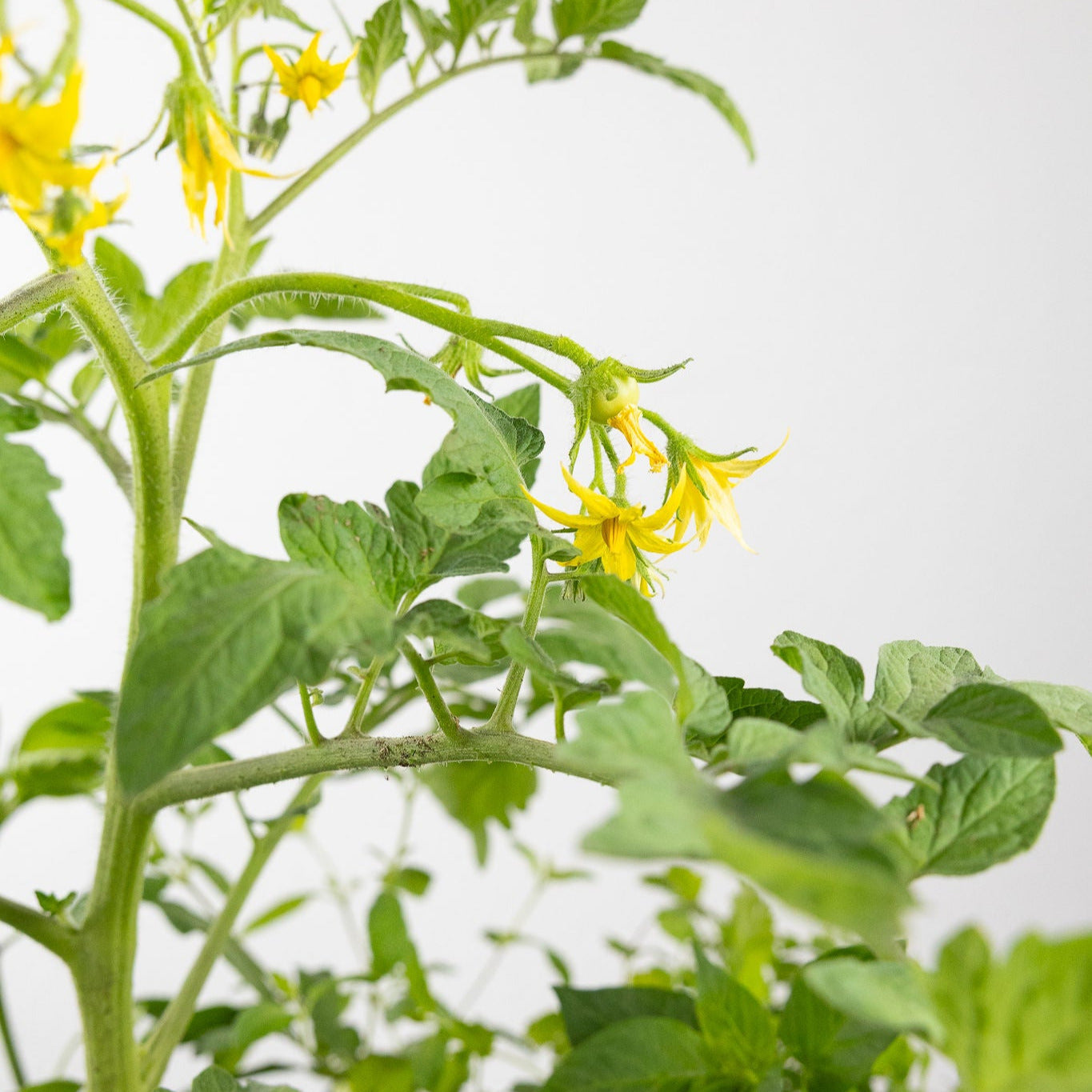 DIY - Salad Herb Bundle