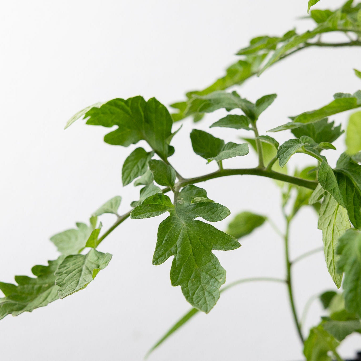 DIY - Salad Herb Bundle